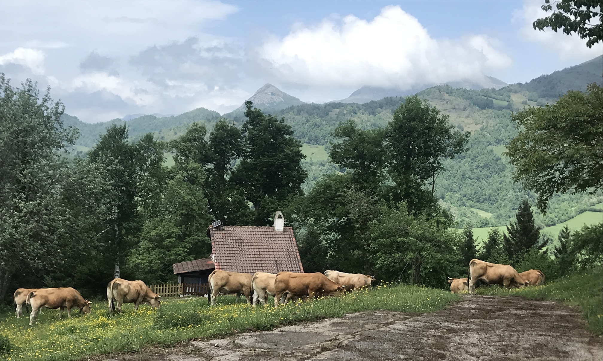 Ca Luena con las vacas en el prado